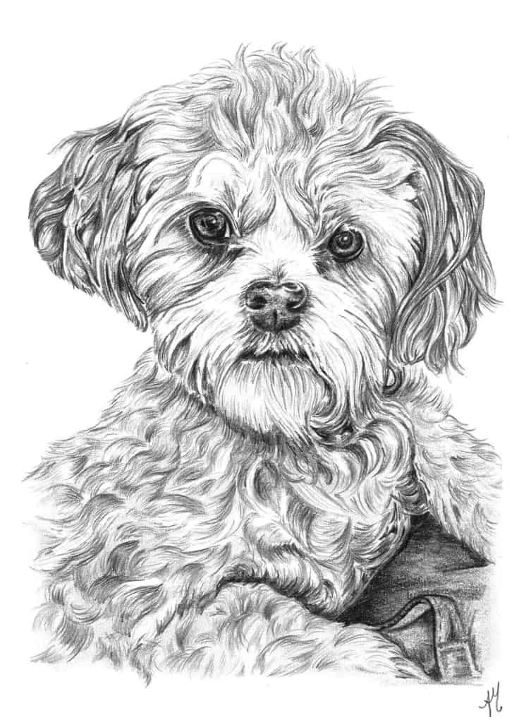 Pencil Drawing of Shih Tzu Bichon Frise Cross