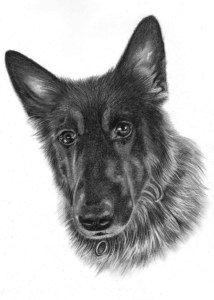 Pencil Sketch of Alsatian