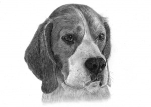 Pencil Drawing of Beagle