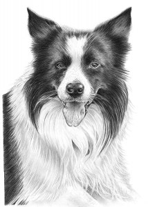 Pencil Drawing of Border Collie Dog
