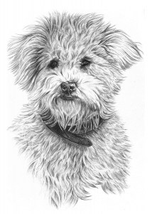 Dog Drawing in Pencil
