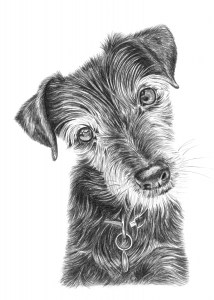 Pencil Portrait of Dog