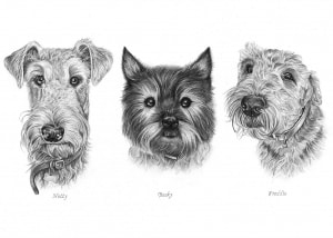 Pencil Portraits of Dogs