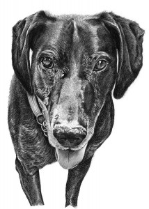Pencil Sketch of Dog
