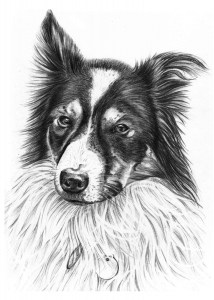Portrait Drawing of Border Collie