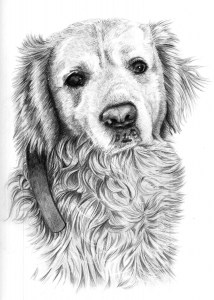Dog Portrait in Pencil
