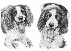 Pencil Drawing of Two Dogs