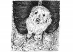 Pencil Drawing of Golden Retriever Puppy