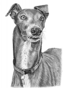 Pencil Drawing of Greyhound