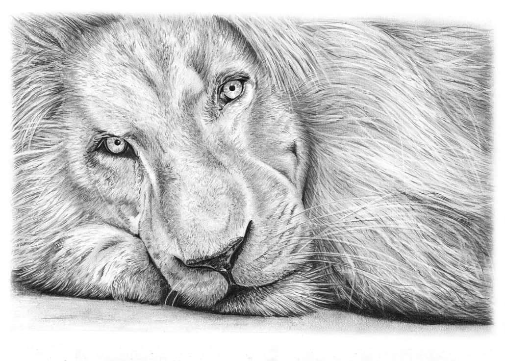 Pencil Drawing of Haldir the White Lion
