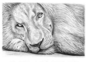 Pencil Drawing of Haldir the White Lion