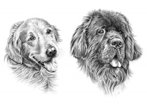 Pencil Drawing of Golden Retriever and Newfoundland Dogs