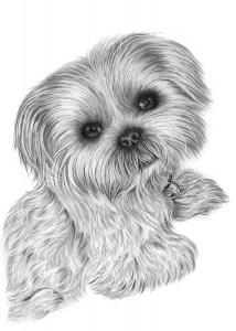 Pencil Portrait of Shih Tzu