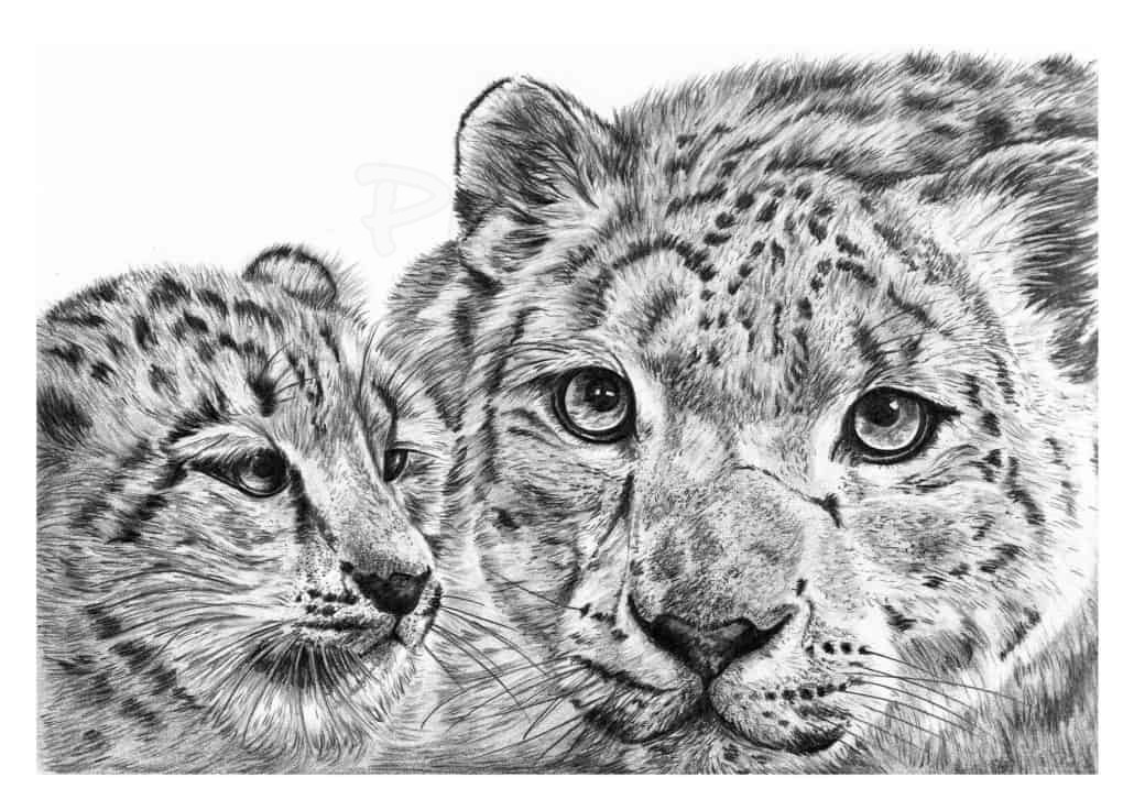 Pencil Drawing of Snow Leopard with Cub