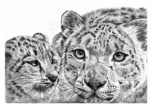Pencil Drawing of Snow Leopard with Cub