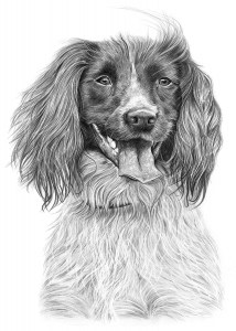 Pencil Drawing of Spaniel Dog
