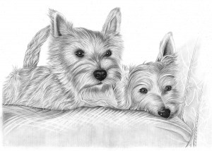 Pencil Portrait of Two Terriers