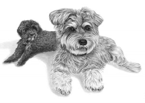 Pencil Portrait of Two Dogs