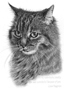 Pencil Drawing of Cat in Loving Memory