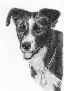 Pencil Drawing of Dog in Loving Memory