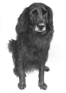Pencil Portrait of Dog