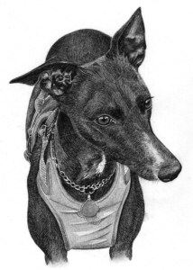 Pencil Portrait of Greyhound