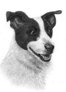 Pencil Drawing of Jack Russell