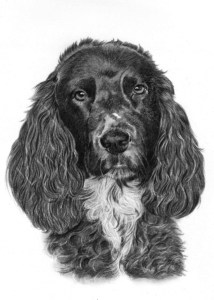 Pencil Drawing of Working Cocker Spaniel