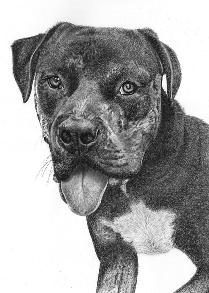 Pencil Portrait of Staffordshire Terrier