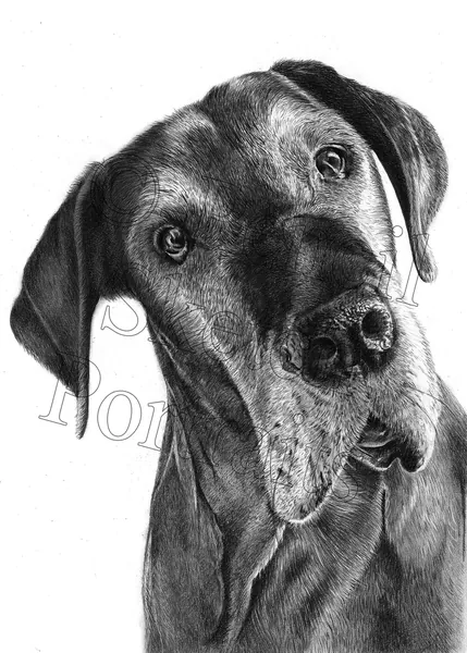 Pencil portrait of a Great Dane with its head tilted to one side, hand-drawn from a photograph by Angela Maher