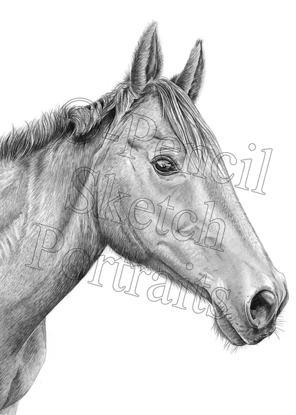 Pencil portrait of a horse in profile, hand-drawn from a photograph by Angela Maher