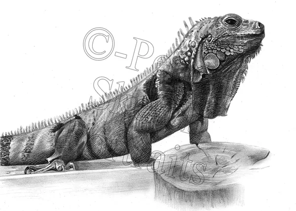 Pencil portrait of an iguana resting on a rock, hand-drawn from a photograph by Angela Maher
