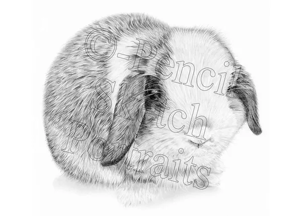 Pencil portrait of a lop-eared rabbit, hand-drawn from a photograph by Angela Maher