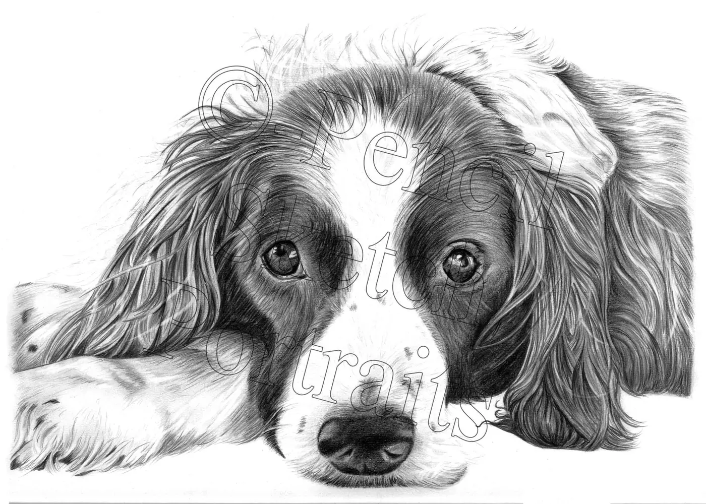 Pencil portrait of a Springer Spaniel lying with its head on its paws, hand-drawn from a photograph by Angela Maher