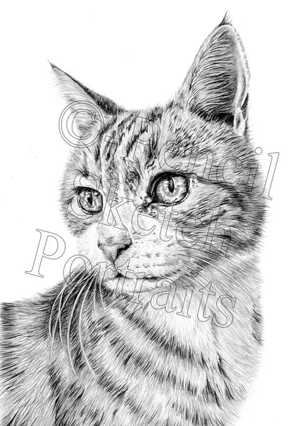 Pencil portrait of a tabby cat in three-quarter profile, hand-drawn from a photograph by Angela Maher