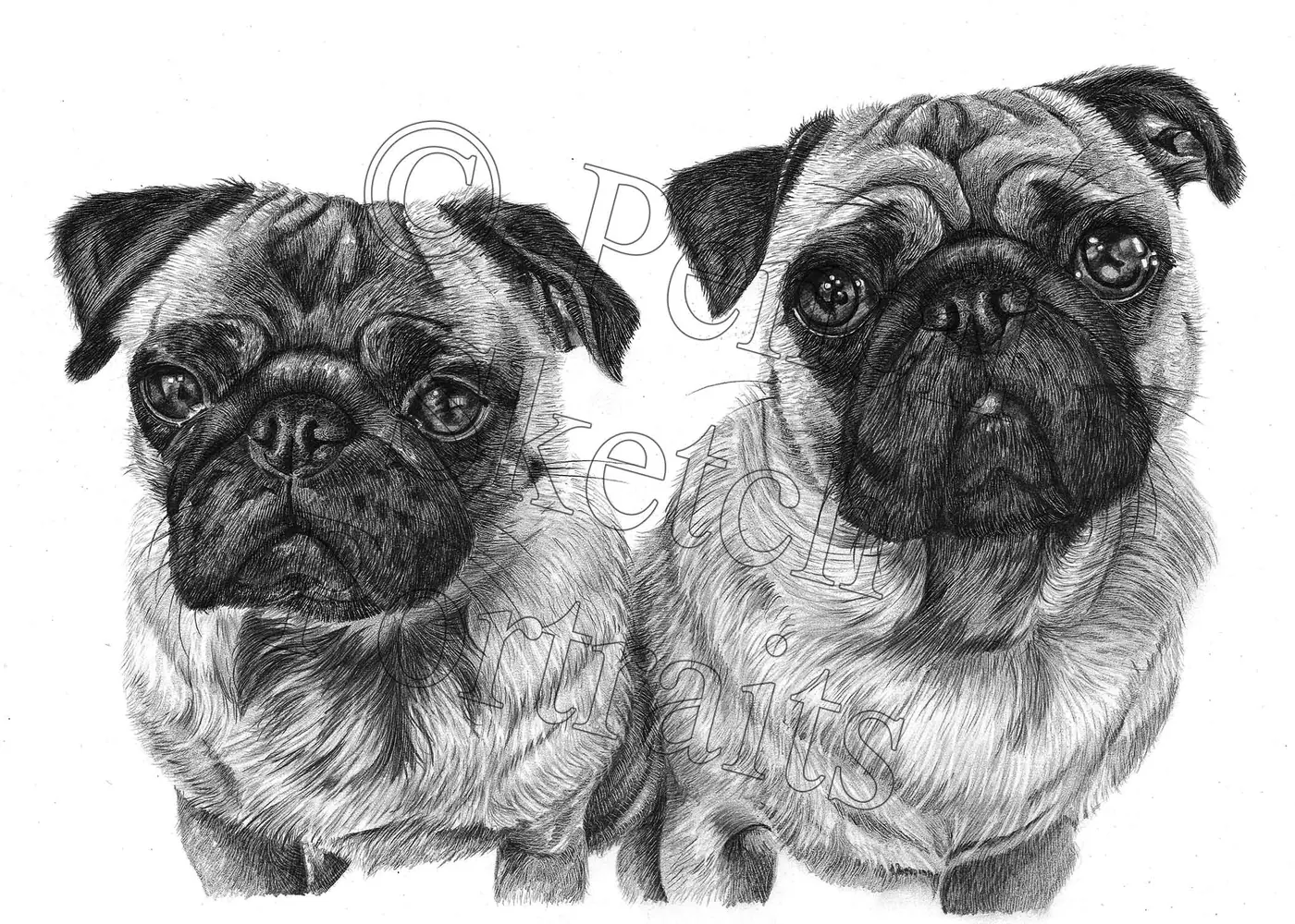 Pencil portrait of two Pugs sitting together, hand-drawn from a photograph by Angela Maher